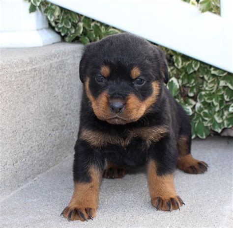ready to be re-homed. . Rottweiler puppies for sale near me under 500 dollars